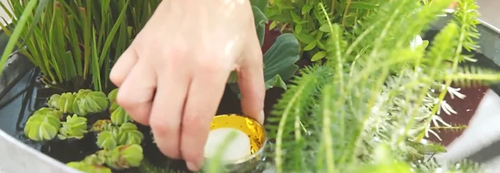 Hand platziert Teelicht zwischen Pflanzen im Wasser